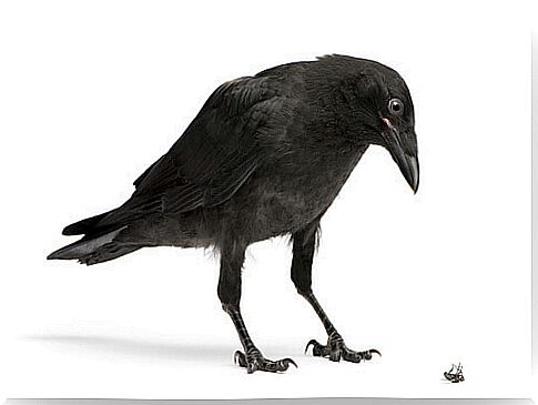 crow intelligence