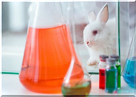 Animal experiments for cosmetics.