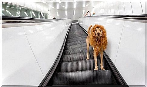 The "lion dog" becomes famous on the Internet