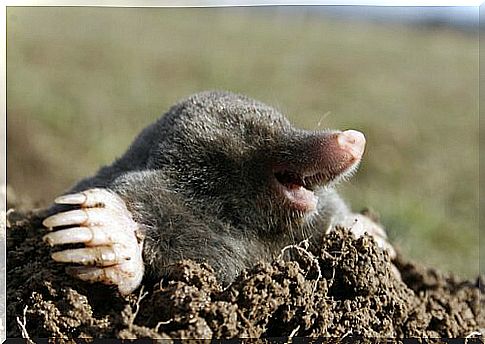 mole with its big claws