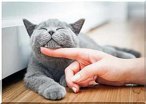 The Most Common Chiropractic Techniques for Cats