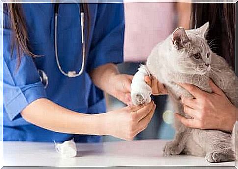 The most common diseases in cats