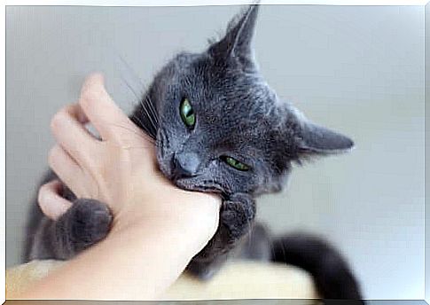 cat biting the owner's hand