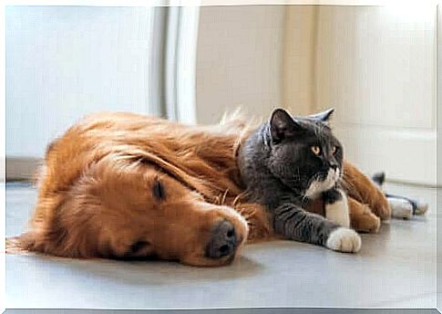 cat and dog sleeping together