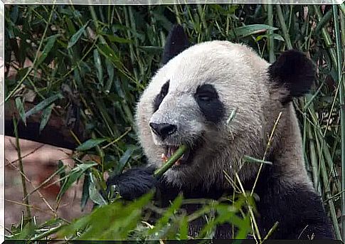 The Panda Bear Diet: Far Beyond Bamboo