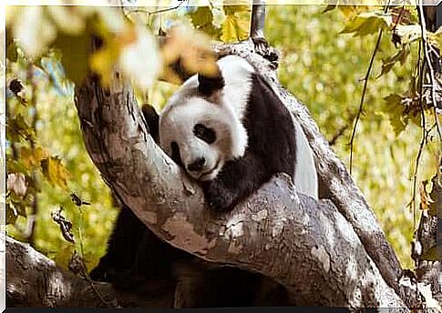 panda bear feeding