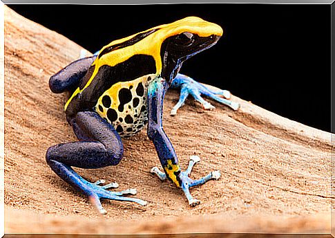 The poison dart frog