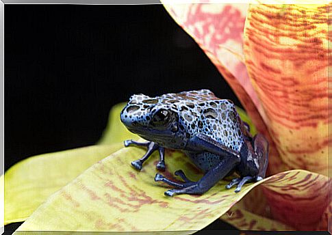 blue and black poison dart frog