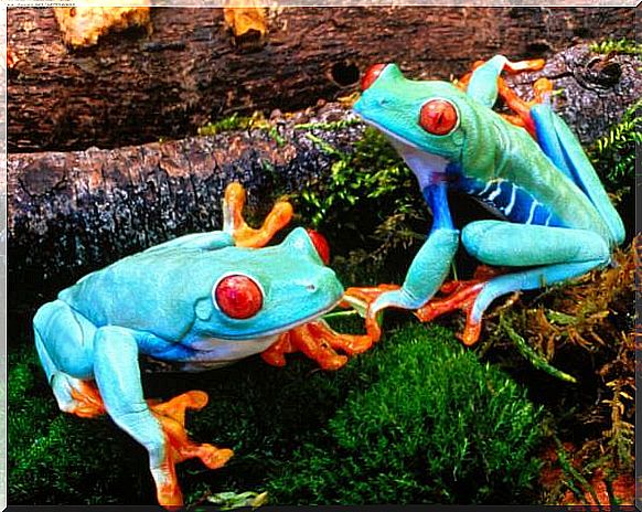 poison dart frogs