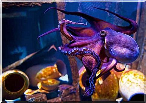 The purple octopus: know its habitat and customs