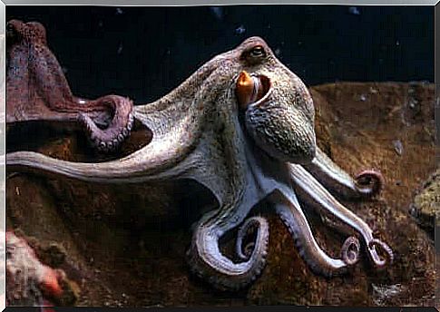 Purple Octopus Characteristics