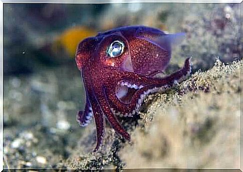 Rossia pacifica purple octopus