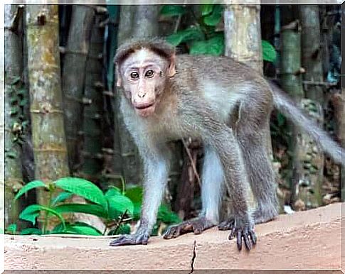 The radiata Macaca species and its threats