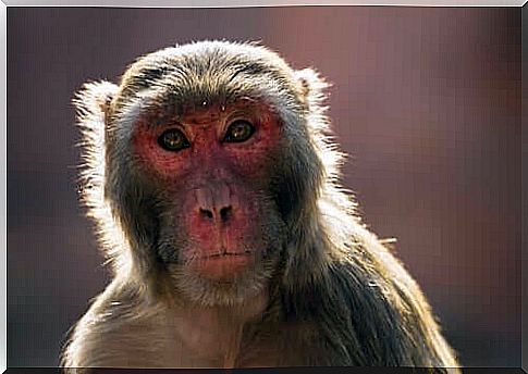 The radiata Macaca species and its threats