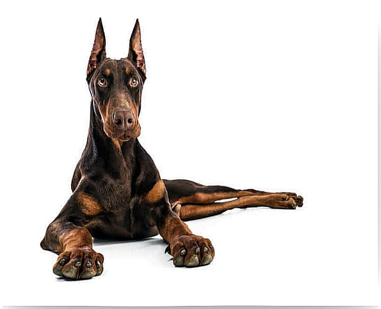 The seven best guard dog breeds