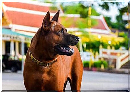 Thai Ridgeback