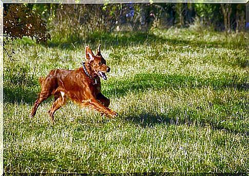 The training of pointing dogs