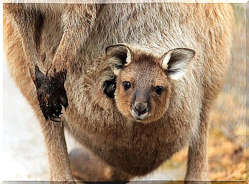 The wonderful maternal instinct of the kangaroo