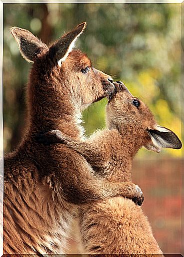 kangaroo mom with her cub