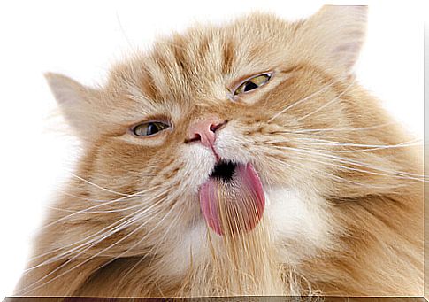 cat licking