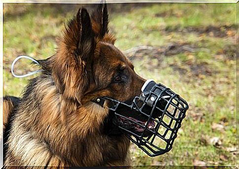 Tips for choosing a muzzle for your dog