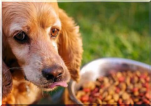 Tips for Feeding Dogs with Sensitive Stomach