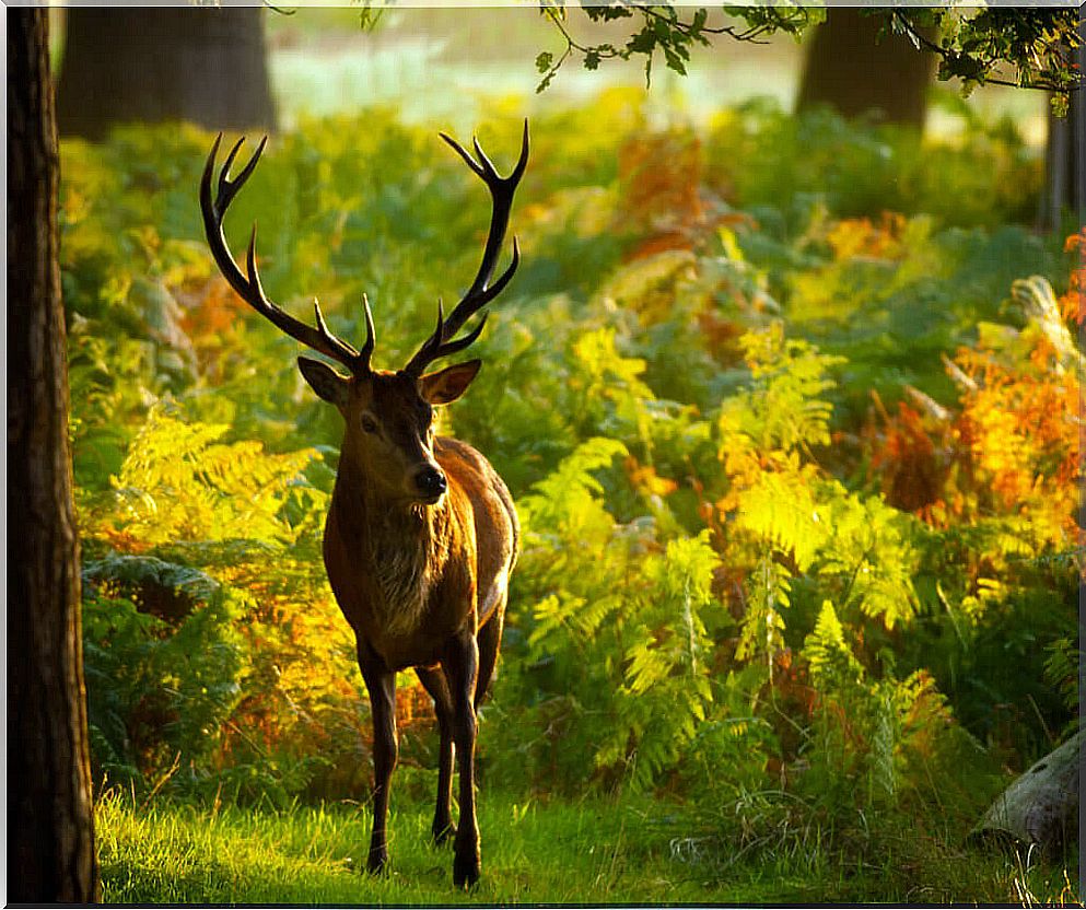 Curiosities about the deer with hair in the eyes found in the USA