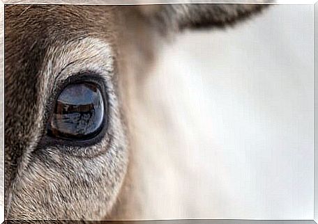 A deer with fur in the eyes.