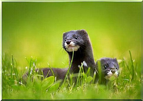 Two male European weasels were released into the wild