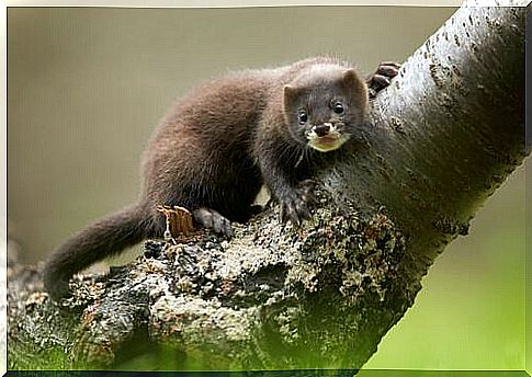 European weasel