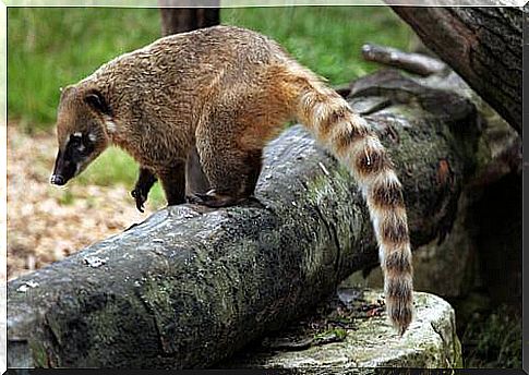 types of coati