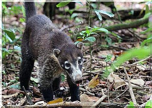 types of coati