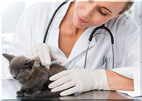 cat vaccines