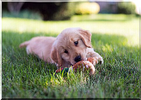 puppy playing in the grass