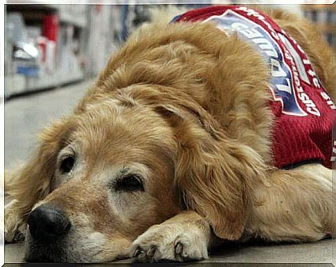 War veteran and an assistance dog are hired by a store