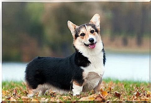 Welsh Corgi Pembroke: care and characteristics