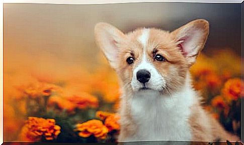 Welsh Corgi Pembroke