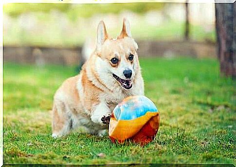 Welsh Corgi Pembroke