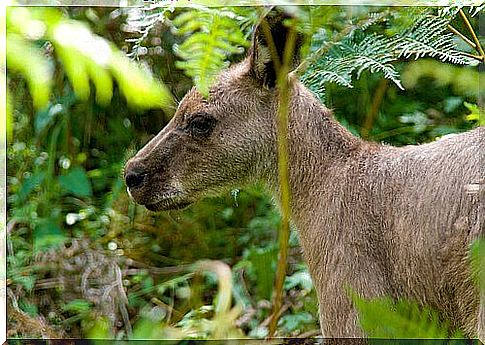 marsupial na selva