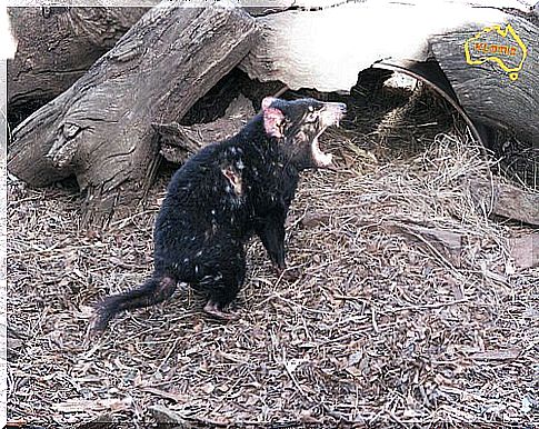 marsupials: tasmanian devil