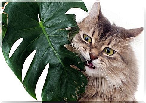 What are the most poisonous plants for pets?