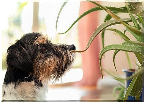 Dog smelling aloe vera plant