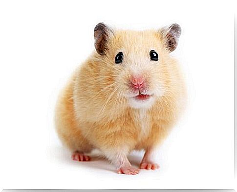 What causes stress in hamsters?