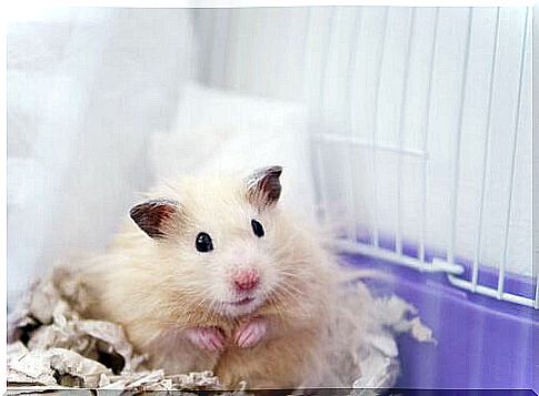 Stressed hamster