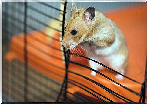 hamster in cage