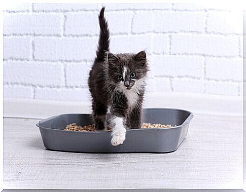 What do I do if my cat does everything outside the litter box?