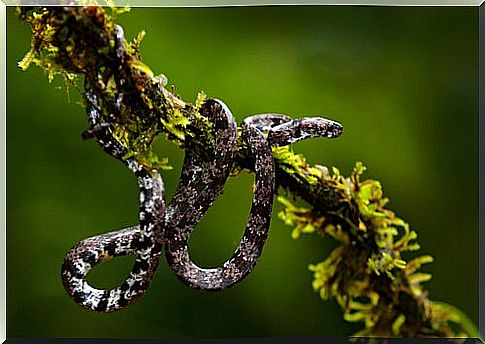 What do snakes discovered in Ecuador eat?