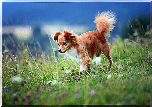 What do the numerous movements of your dog's tail mean?