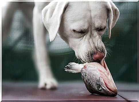 dog eating fish head