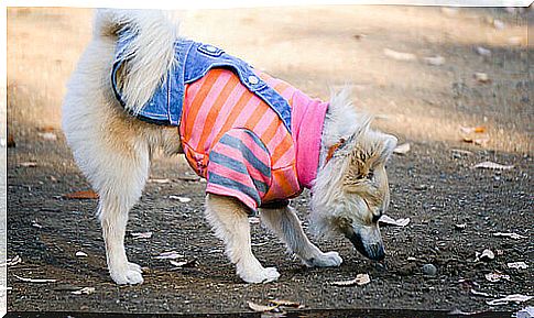 What is the fall fashion for dogs?